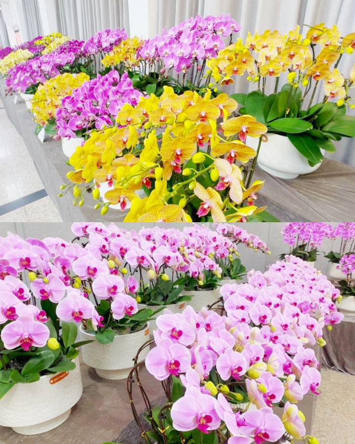 摇钱树娱乐(中国区)有限公司官网